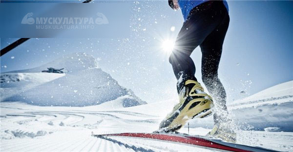 Беговые лыжи - польза для здоровья, укрепления мышц и иммунитета