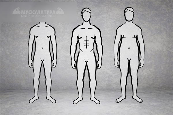 Типы телосложения и фитнес - как узнать свой генетический потенциал