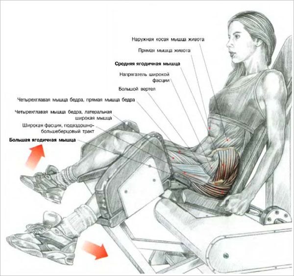 Разведение ног сидя в тренажере – особенности упражнения